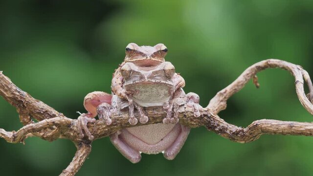 zwei asiatische Fr&ouml;sche sitzen in Paarung aufeinander, ein Frosch sitzt auf einem Ast, Totale, Halbtotale, Kopf (Polypedates leucomystax), 50fps