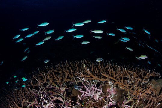 Group of fusilier fish swimming in sea