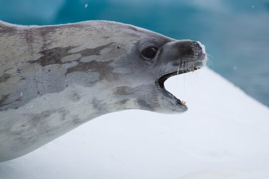 Close up of seal yawning
