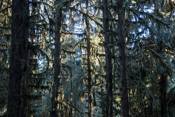 Fototapeta premium Landscape view of the trees in the Hoh Rainforest in Olympic National Park (Washington).