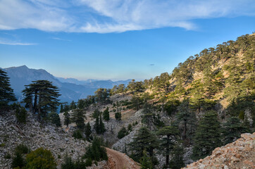 Beautiful view of the valley with Lebanese cedars and Taurus mountains near Tahtali mountain at sunset. Hiking on Lycian Way in Turkey.