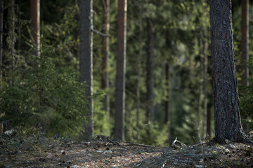 Walk through the coniferous forest. Fir trees and pine forest. Spring forest. Environment.