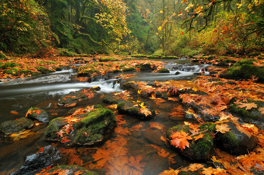 Scenic view of river flowing through forest in autumn