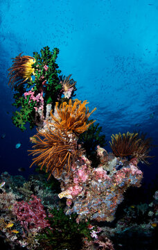 View of crinoids cling to corals in sea