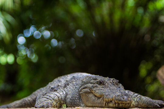 Portrait of Nile crocodile on sand