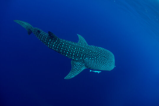 Whale shark swimming in sea