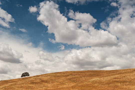 View of lone oak tree on hill against cloudy sky