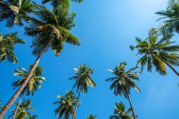 Obraz na płótnie Canvas Lovely view on sky and tops of coconut palm trees at South India 