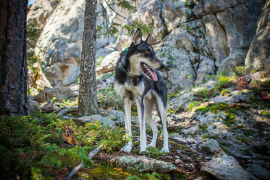 Wolfdog standing on trail in mountain