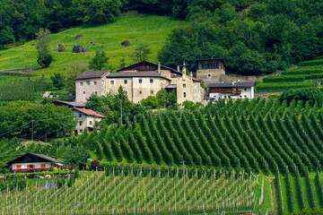 Naklejka premium Summer landscape along the cycleway of the Venosta valley