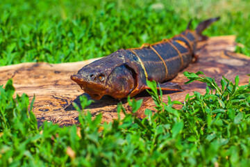 Photo of a hot smoked sturgeon lying on a wooden board on the grass at a fish farm