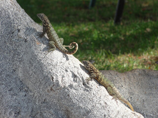 The lizards basking on the tree root. 