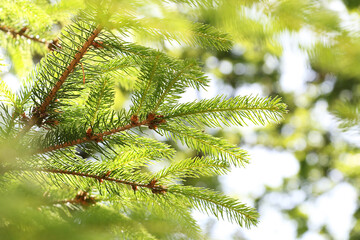 Spruce branch in a sunny day.Shiny bokeh on the background.Floral background.