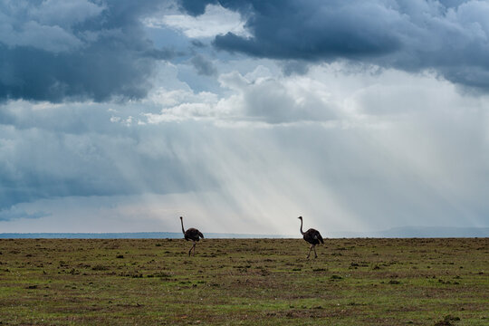 Ostrich walking on grassland
