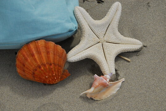 Close up of shells on beach