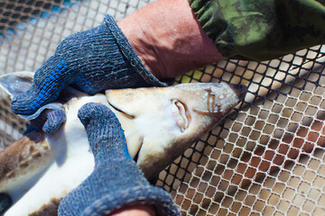 Fish farm workers hands extracting sturgeon caviar from an adult fish with extractors preserving...