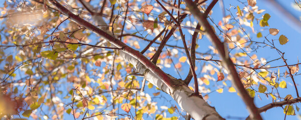 crowns of trees in autumn with yellow leaves, view from below