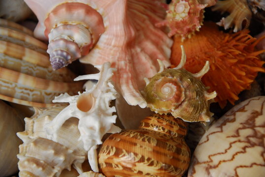 Close up of variety of colorful shells and conches