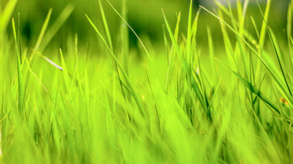 green grass background, texture, soft focus