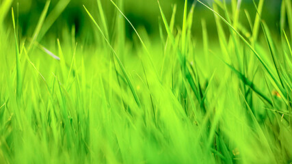 green grass background, texture, soft focus