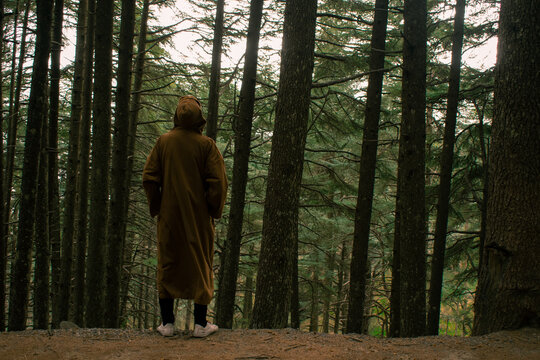look to the beuty of the forest