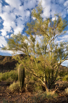 View of palo verde and saguaro cactus growing in Picacho Peak State Park
