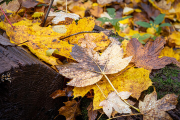Beautiful yellow, red and orange autumn leaves on the ground. Picture from Scania county, southern Sweden