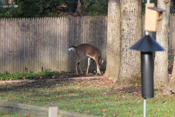 Whitetail Buck