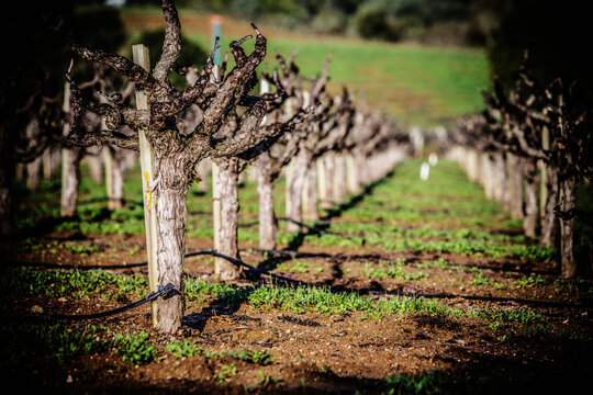 View of old vine growing in vineyard in Dry Creek Valley