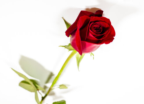 Red rose isolated on a white background. Selective focus.