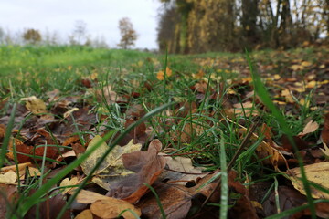 Herbstlaub