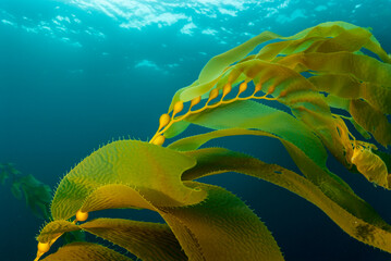 Close up of golden kelp fronds in sea