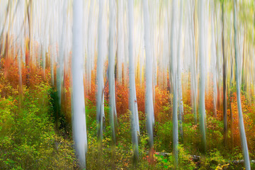 Digital painting of birch trees in forest