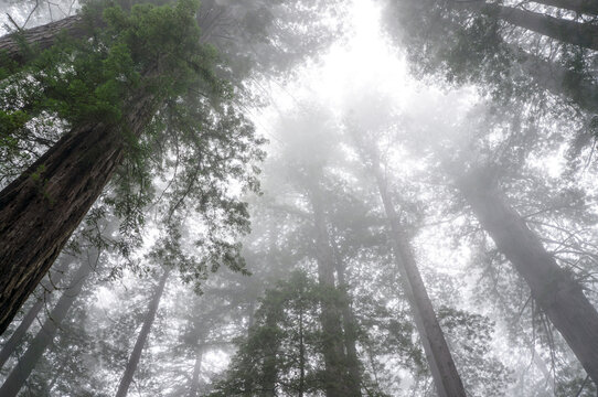 Fototapeta Low angle view of trees in forest during fog