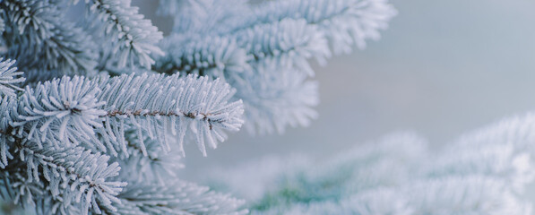 Winter panorama of fir branches with snow and frost on a light background for decorative design