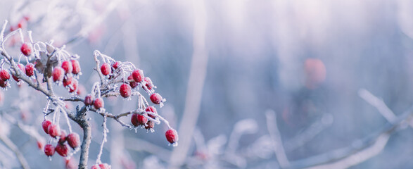 Winter panorama with red berries, snow and frost on a light background for decorative design