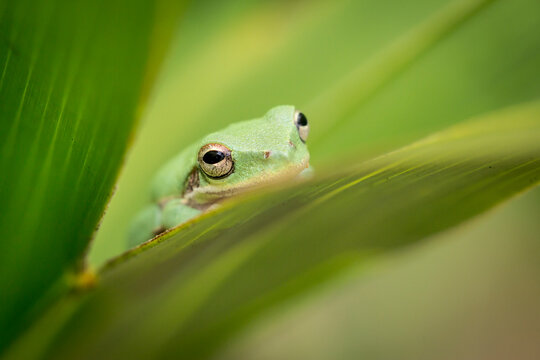 Close up of green frog on leaf in Everglades National Park