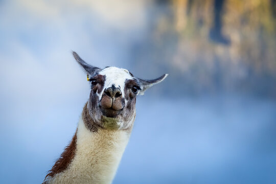 Portrait Of Alpaca In Machu Picchu