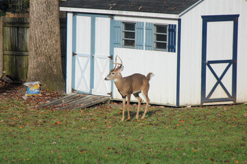 Whitetail Buck