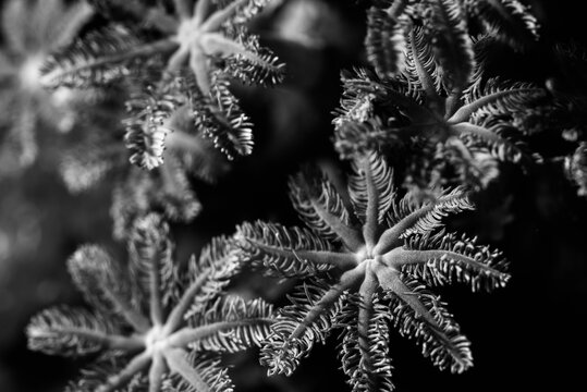Close up of coral polyps