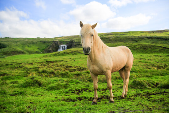 Icelandic horse standing on grassy landscape with waterfall in background
