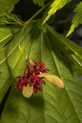 Fruits and Flowers of Full Moon Maple (Acer japonicum 'Rising Sun')