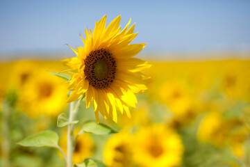 Close-up of a ripe yellow sunflower against a blue sky on a bright Sunny day. Selective focus.