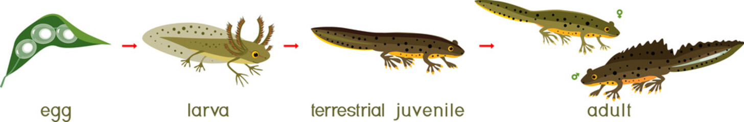 Newt life cycle. Sequence of stages of development of crested newt from egg to adult animal isolated on white background - obrazy, fototapety, plakaty