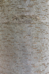 Bark of European Mountain Ash (Sorbus aucuparia)