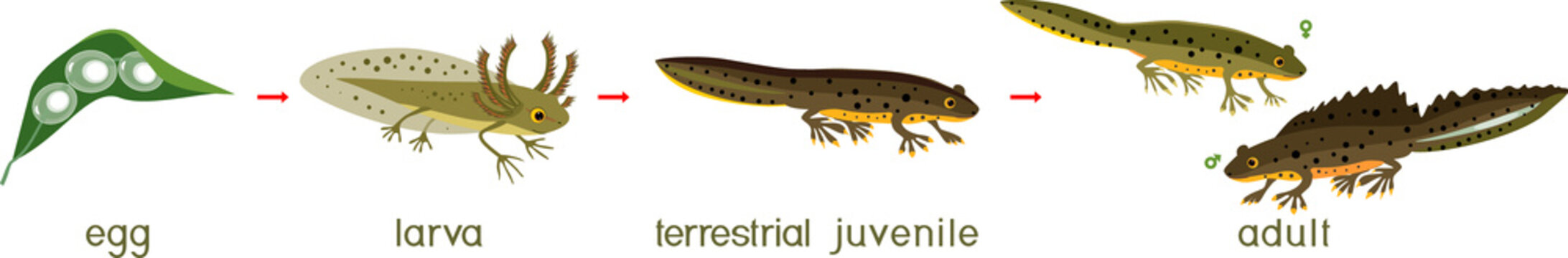 Newt life cycle. Sequence of stages of development of crested newt from egg to adult animal isolated on white background