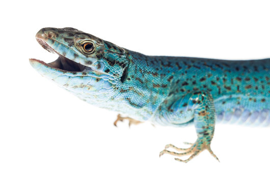 Close up of ibiza wall lizard