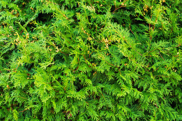 Cypress green twigs of a young plant