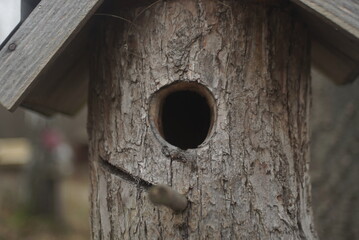 starling box in forest close up