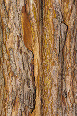 Bark of English Hawthorn (Crataegus laevigata 'Paul's Scarlet')